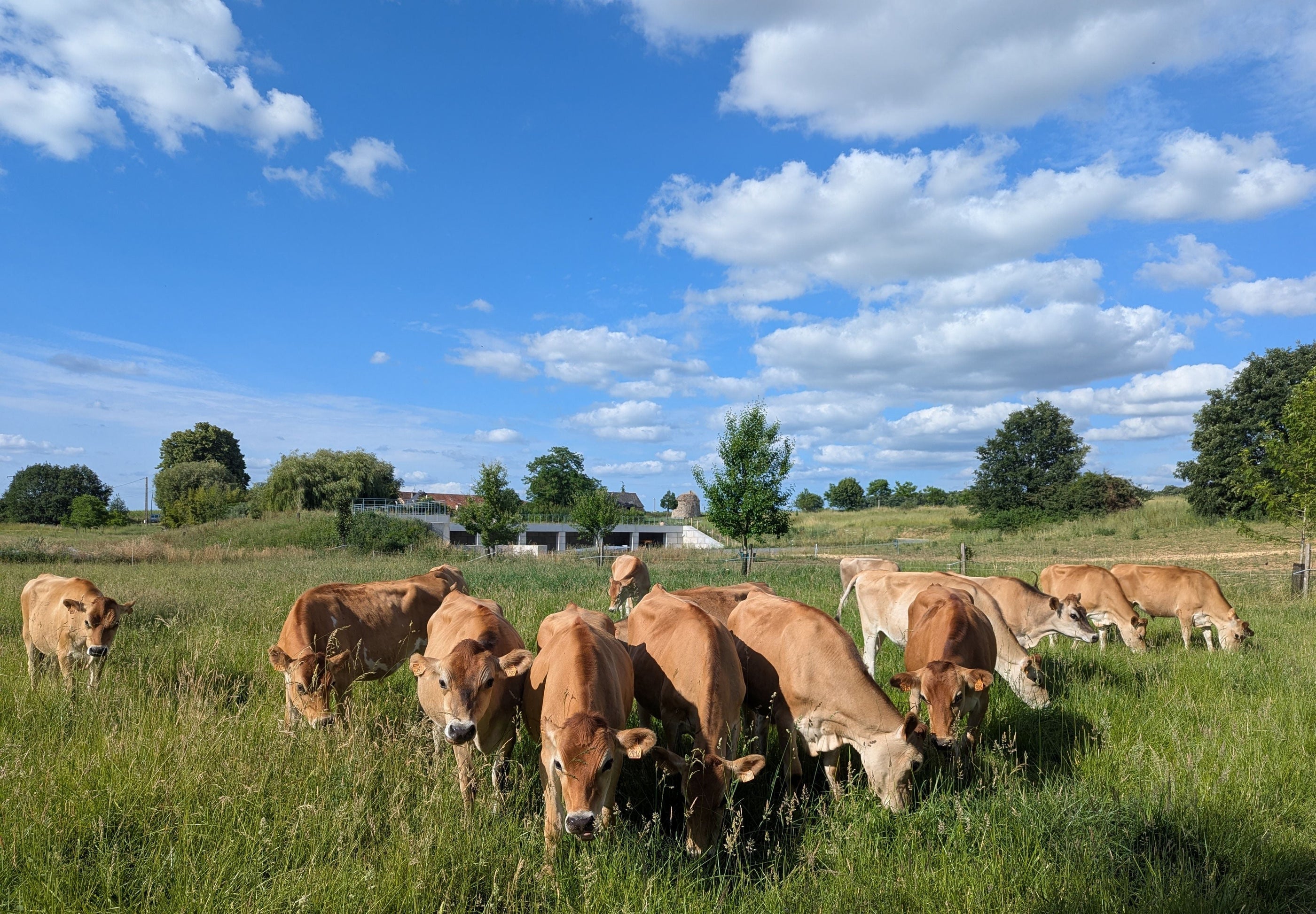 Guillaume Gatard et la Ferme des Belles Robes : l’élevage bovin bio en harmonie avec la nature