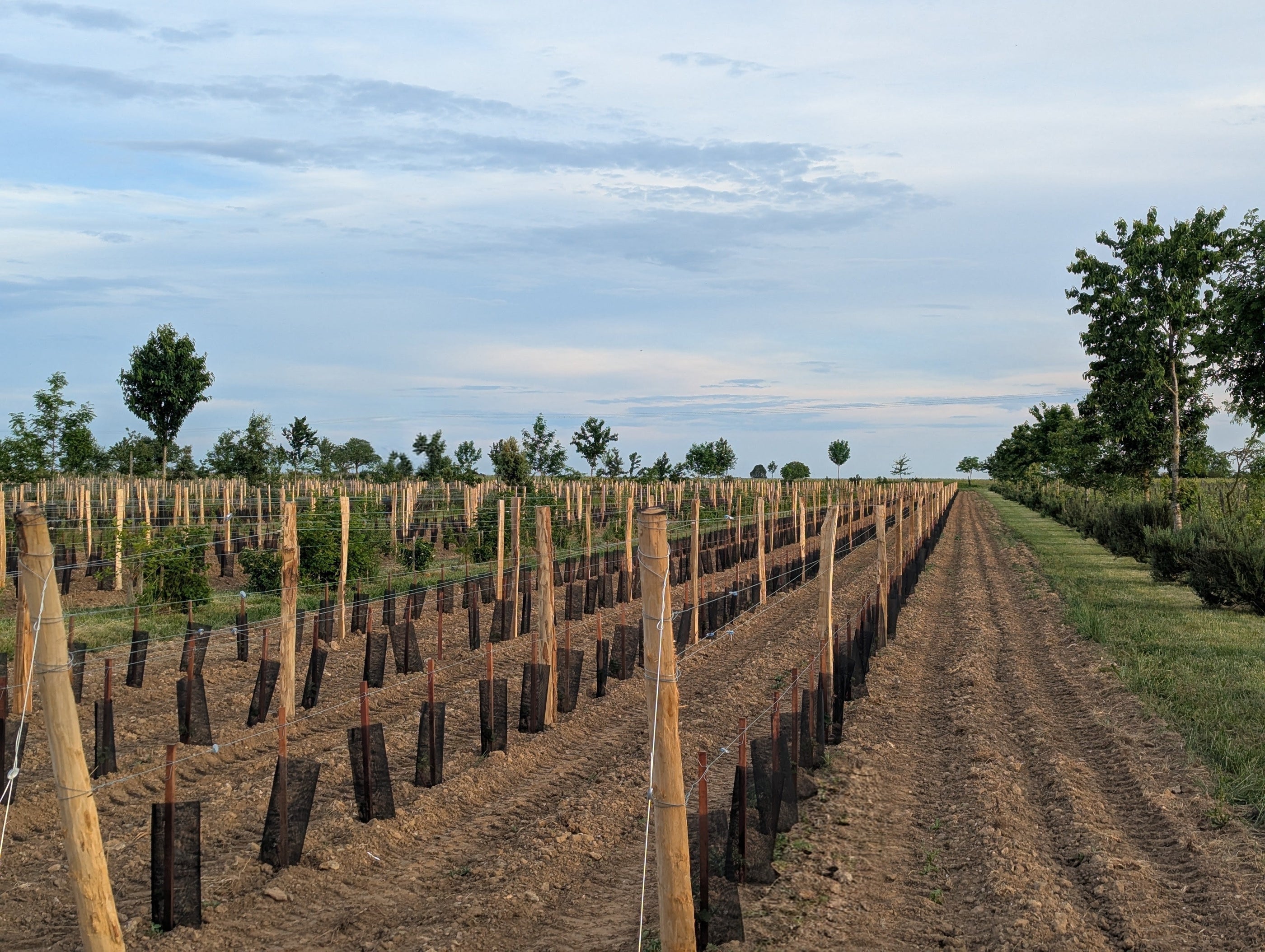 Chenin en agroforesterie